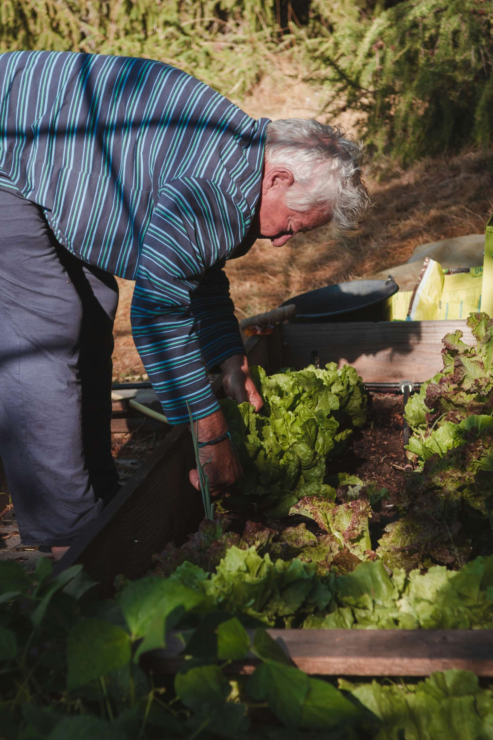 Un homme âgé travaille dans son potager